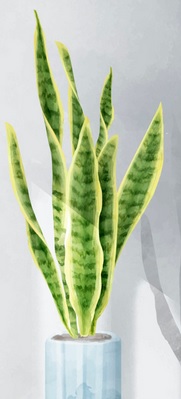 Sansevieria zeylanica - planten goed voor je gezondheid