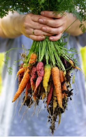 wortels lekker en gezond