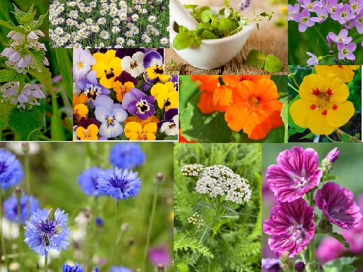 eetbare bloemen uit je tuim