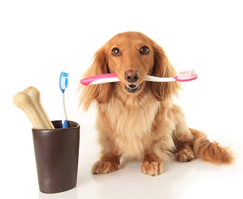 Tandenpoetsen bij je hond